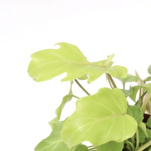 Philodendron xanadu ‘Gold'
