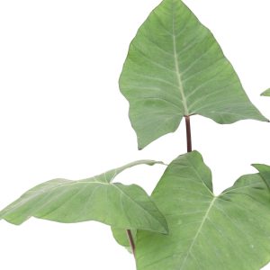 xanthosoma frozen planet