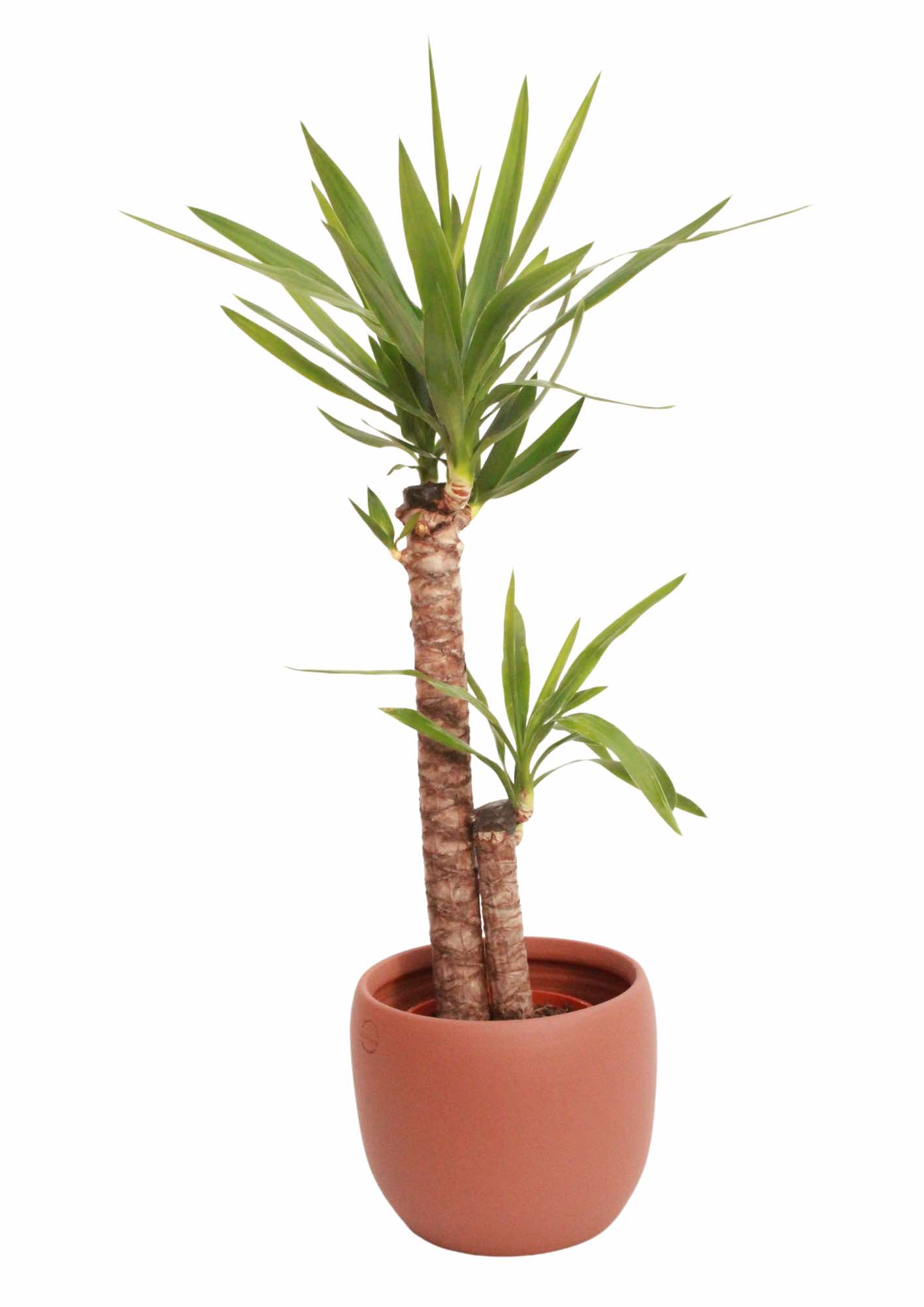 yucca-dois-troncos-planthiza