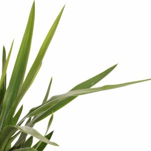 yucca-planthiza_zoom
