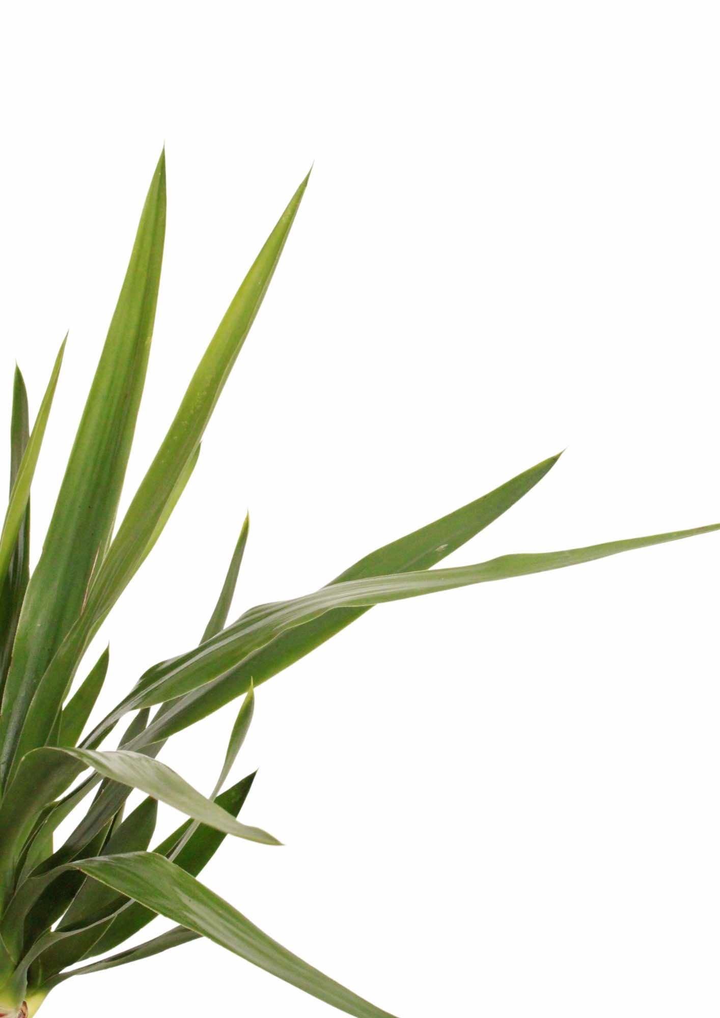 yucca-planthiza_zoom