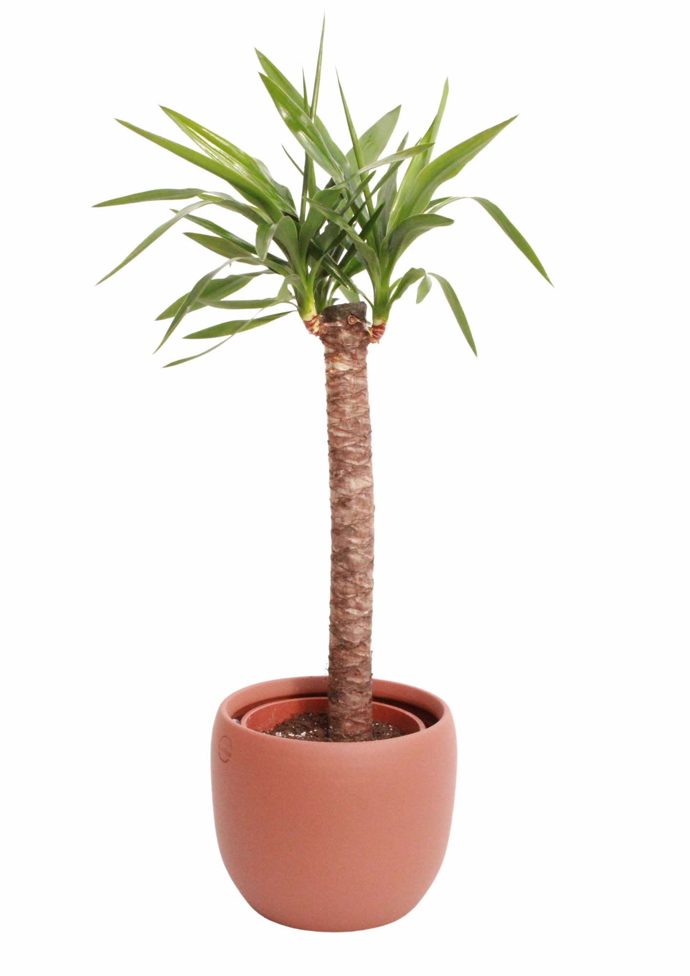 yucca-um-troncos-planthiza