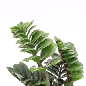 Zamioculcas zamiifolia 'Zenzi'