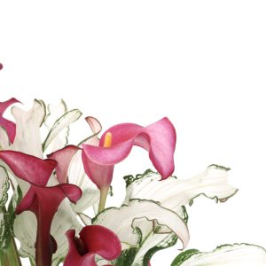 Zantedeschia 'Frozen Queen'