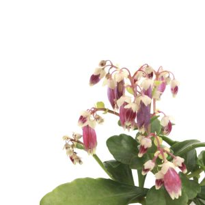 Kalanchoe 'Dream Bells'