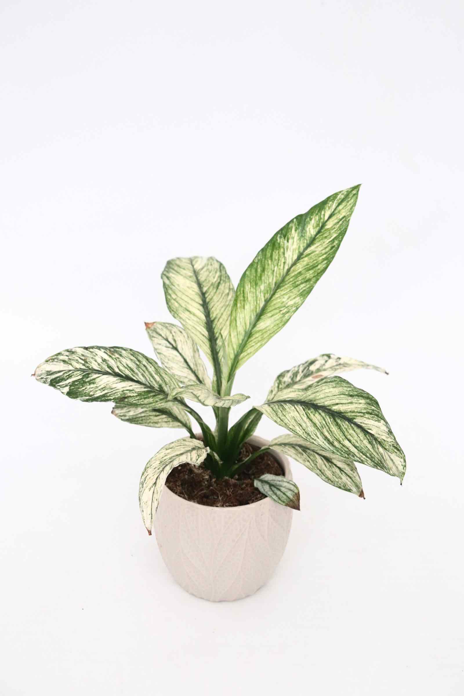 Spathiphyllum-Sensation-Variegata-planthiza