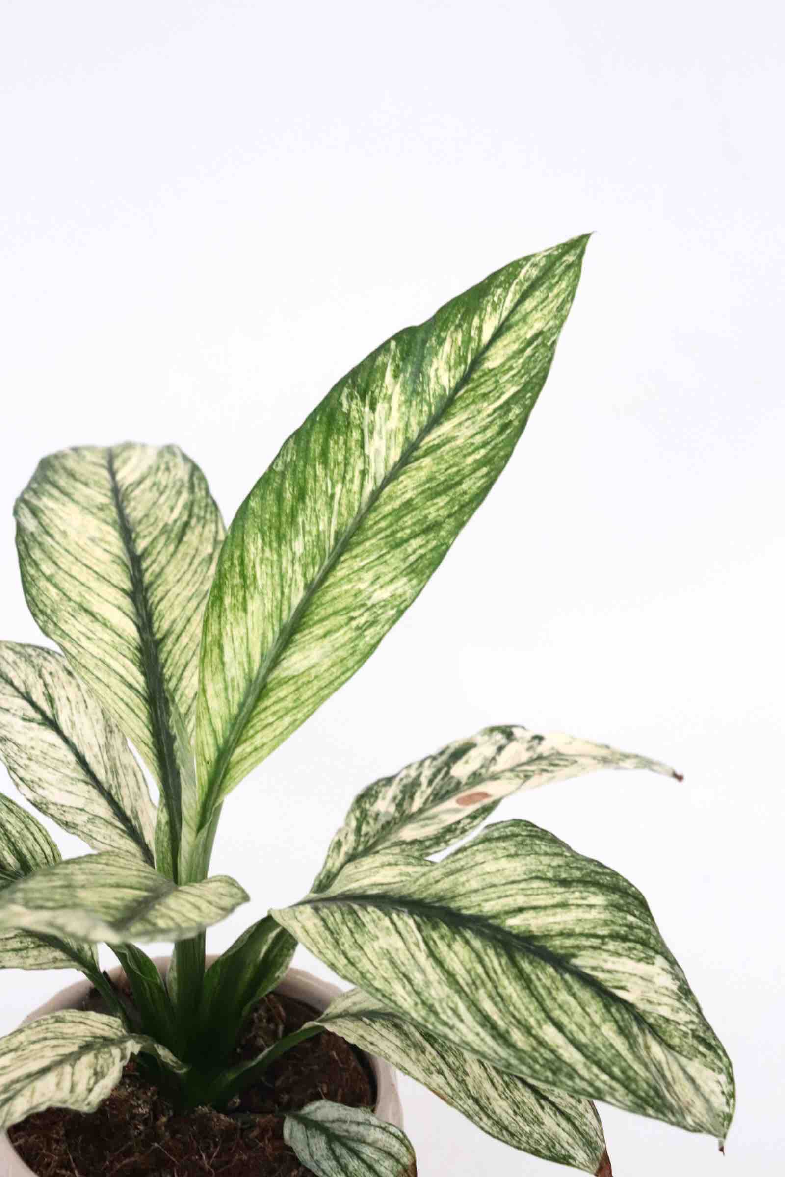 Spathiphyllum-Sensation-Variegata-zoom-planthiza