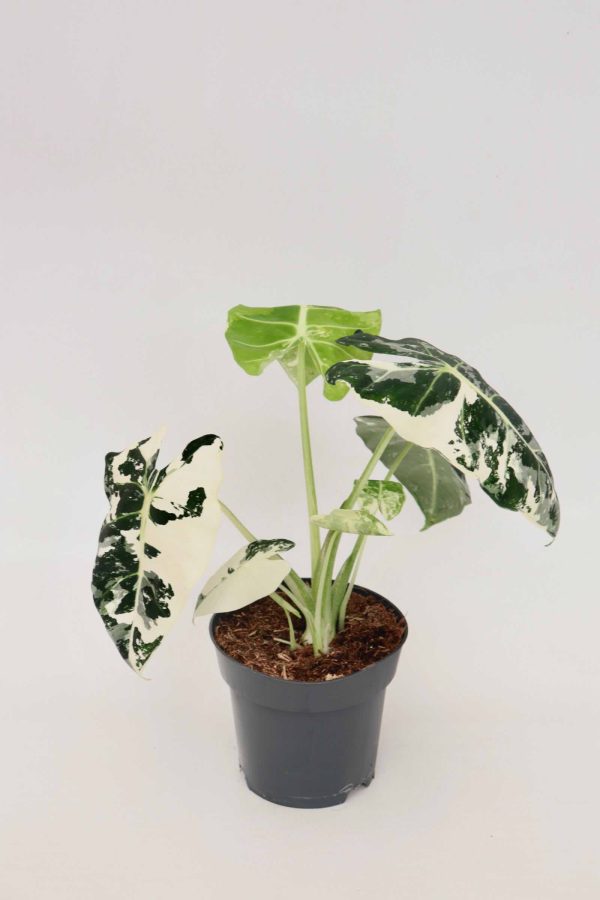 alocasia-frydek-variegata-planthiza-2