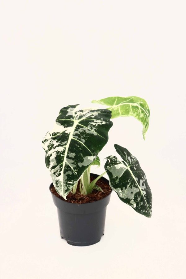 alocasia-frydek-variegata-planthiza