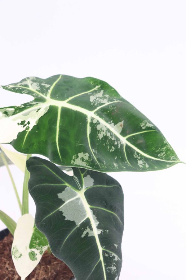 alocasia-frydek-variegata-planthiza-zoom