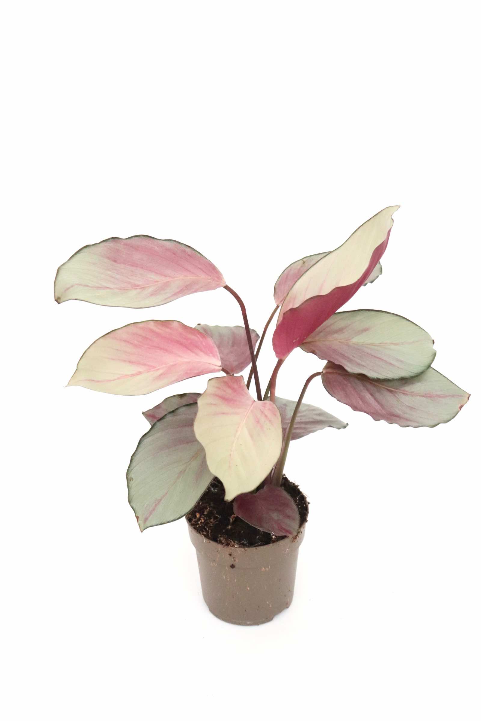 calathea-asian-beauty-planthiza