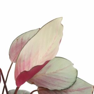 cathea-asian-beauty-planthiza-zoom