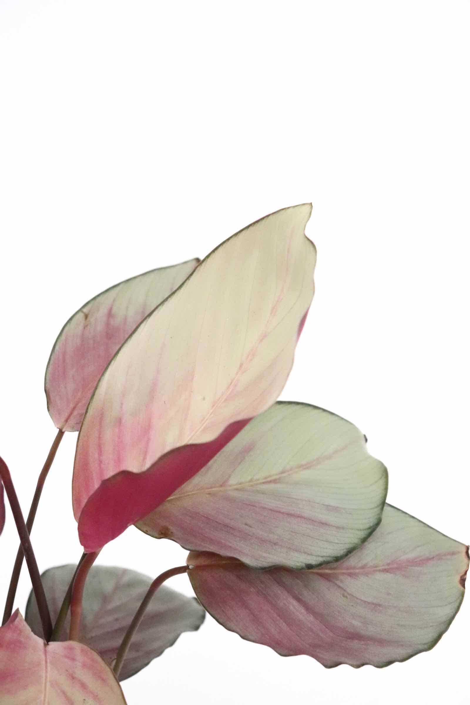 cathea-asian-beauty-planthiza-zoom