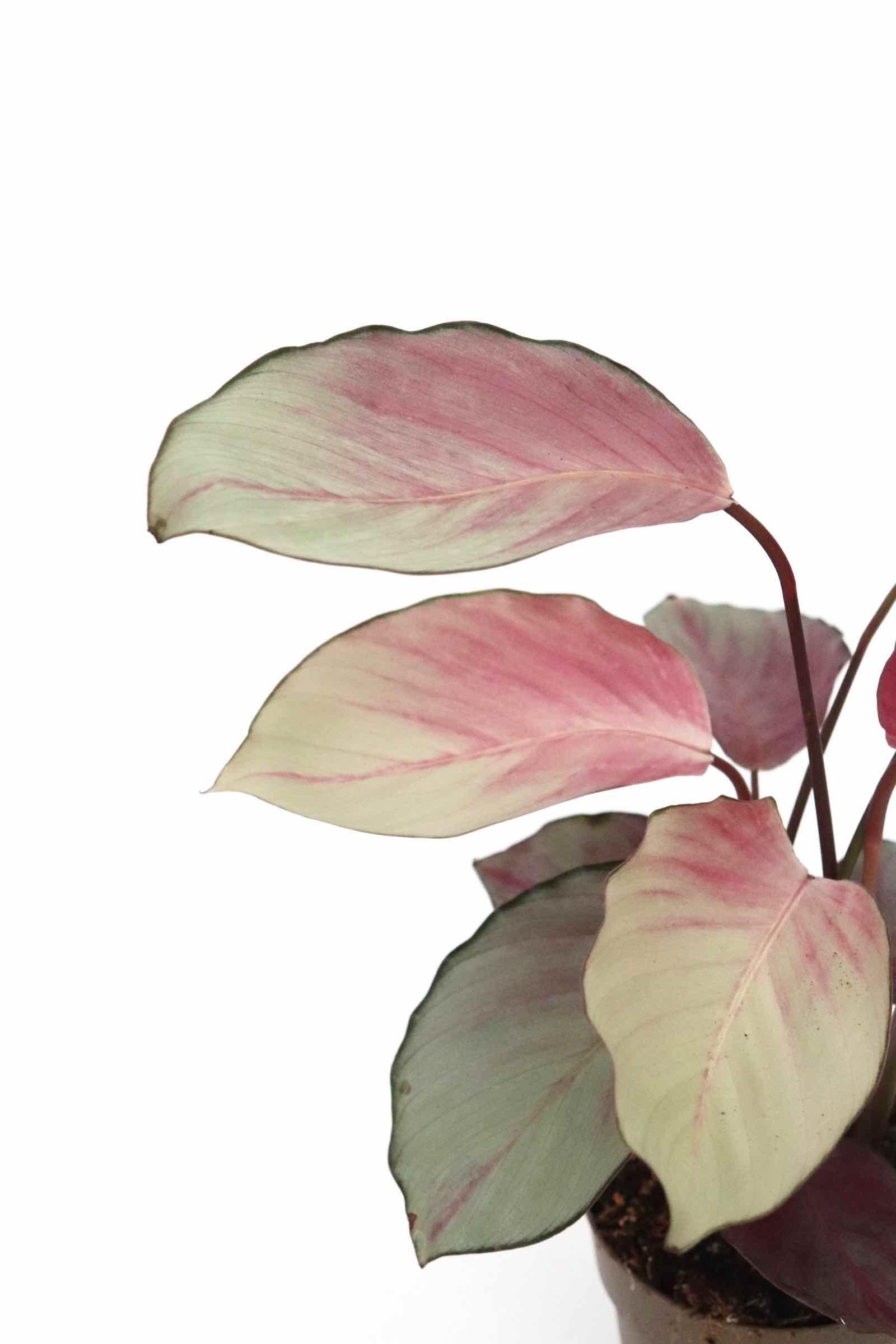 cathea-asian-beauty-planthiza-zoom1