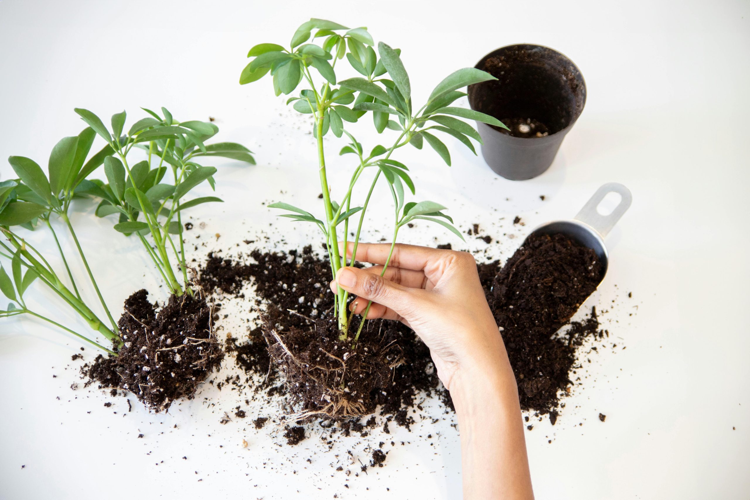 divisao-plantas-scheflera