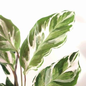 calathea-stella-zoom-planthiza