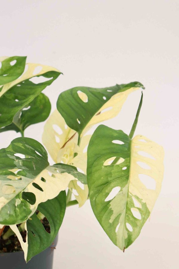 Monstera adansonii 'Japanese Tricolor' - Planthiza