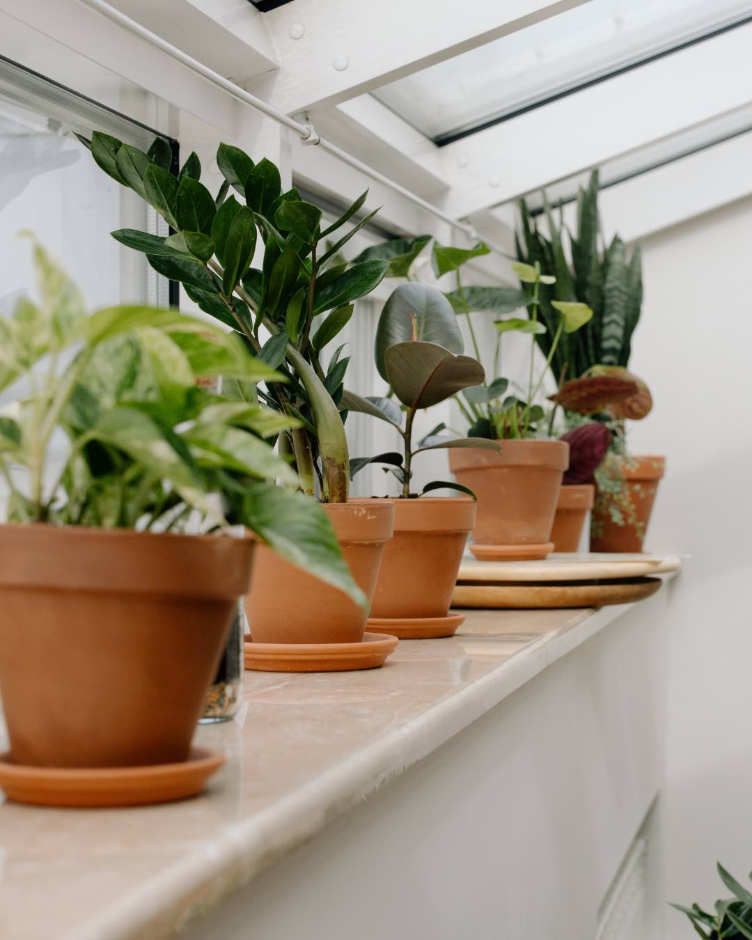 plantas-calor-planthiza