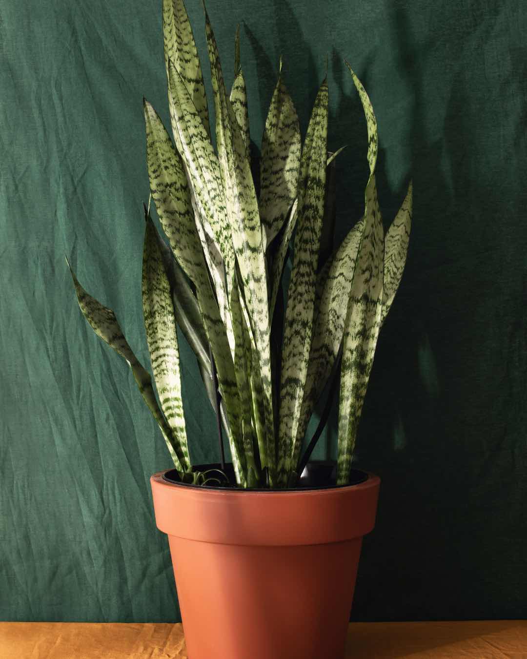 sansevieria-planthiza