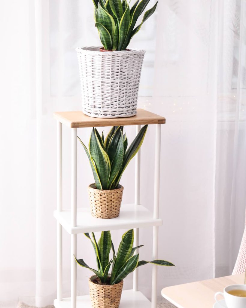 sansevieria-planthiza