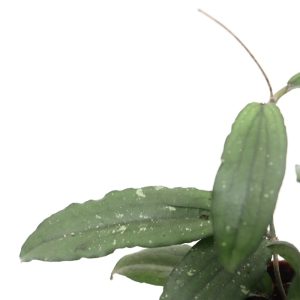 Hoya-erythrina-planthiza-zoom