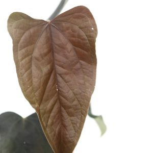 anthurium-queen-of-hearts-zoom-planthiza