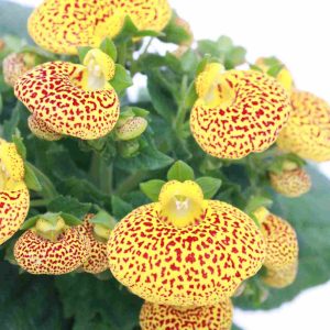 calceolaria_zoom_1_planthiza
