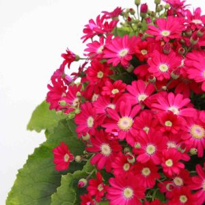 cineraria_maritima_planthiza_zoom