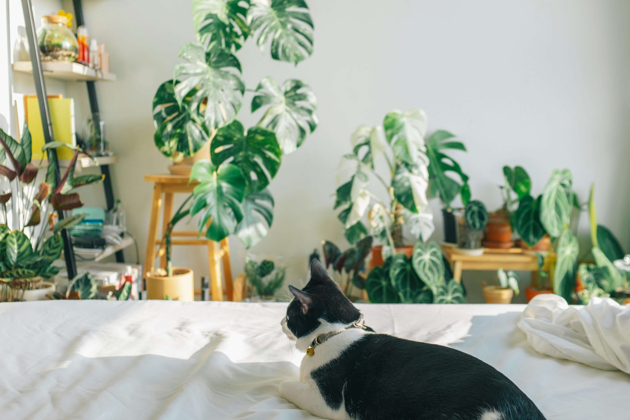 love-your-pet-day-planthiza-2