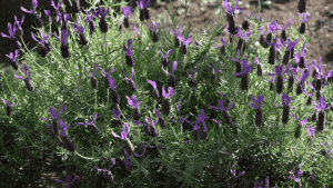 plantas-autoctones-planthiza