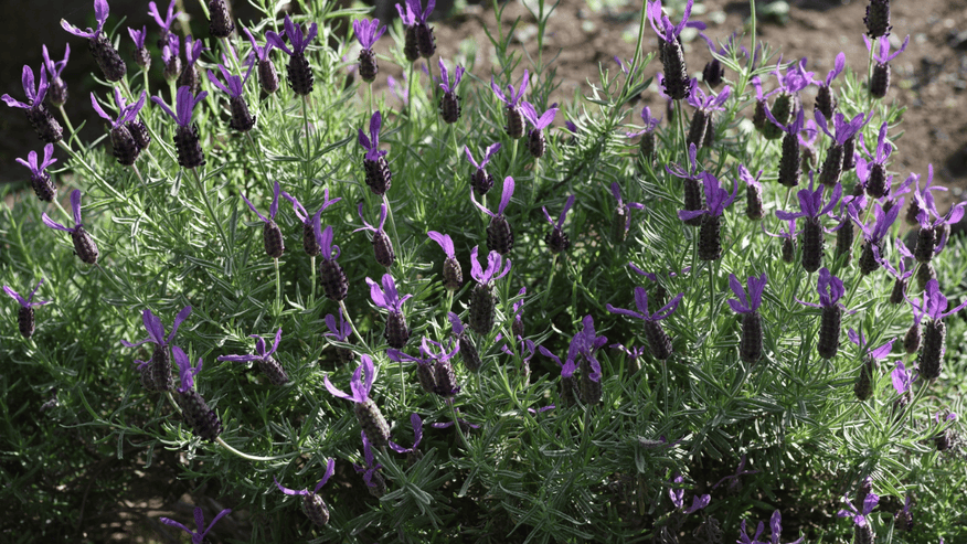 plantas-autoctones-planthiza