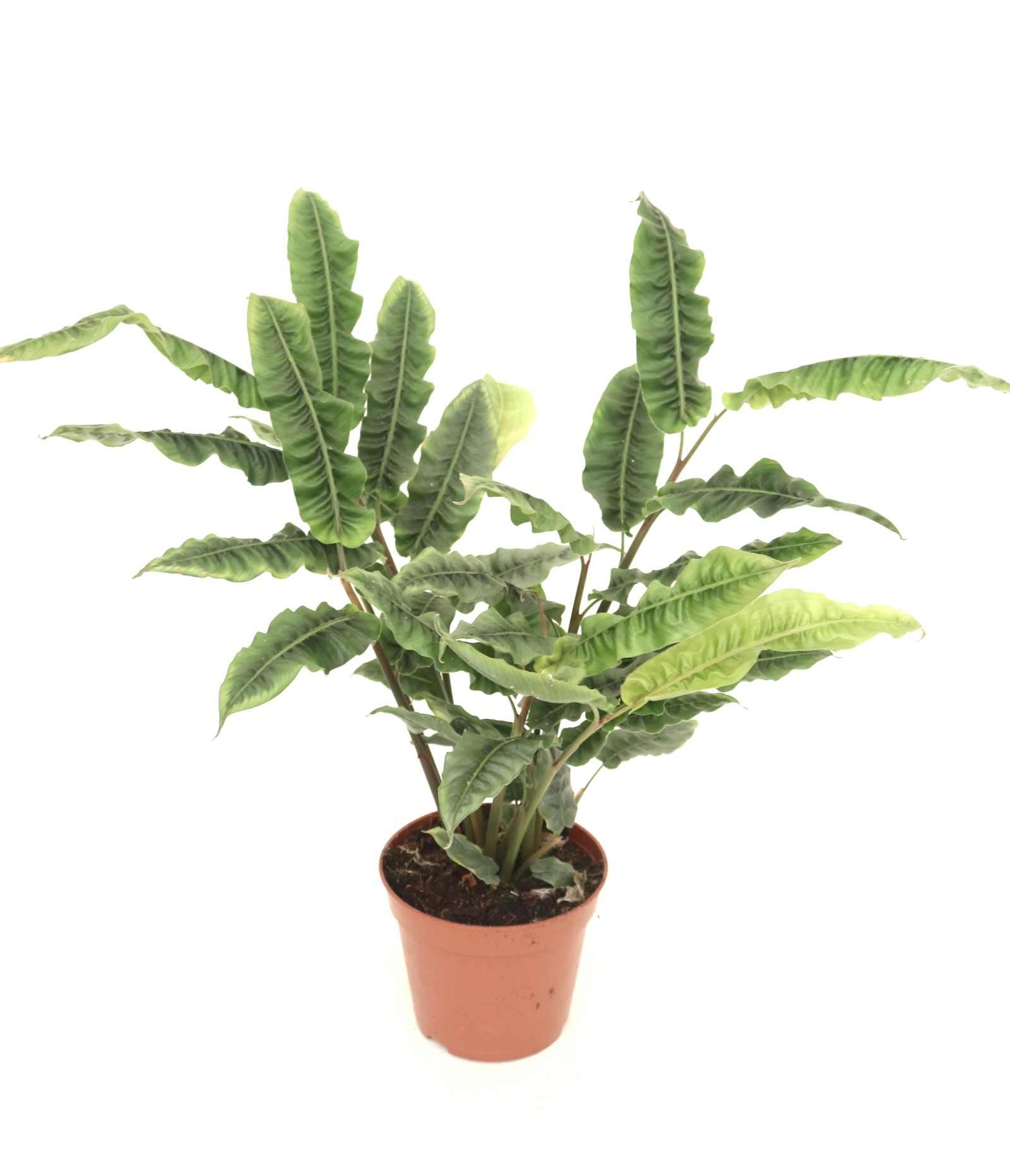 Alpinia 'Crispy'_v14_planthiza
