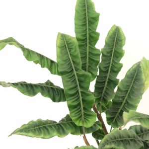 Alpinia 'Crispy'_zoom_planthiza