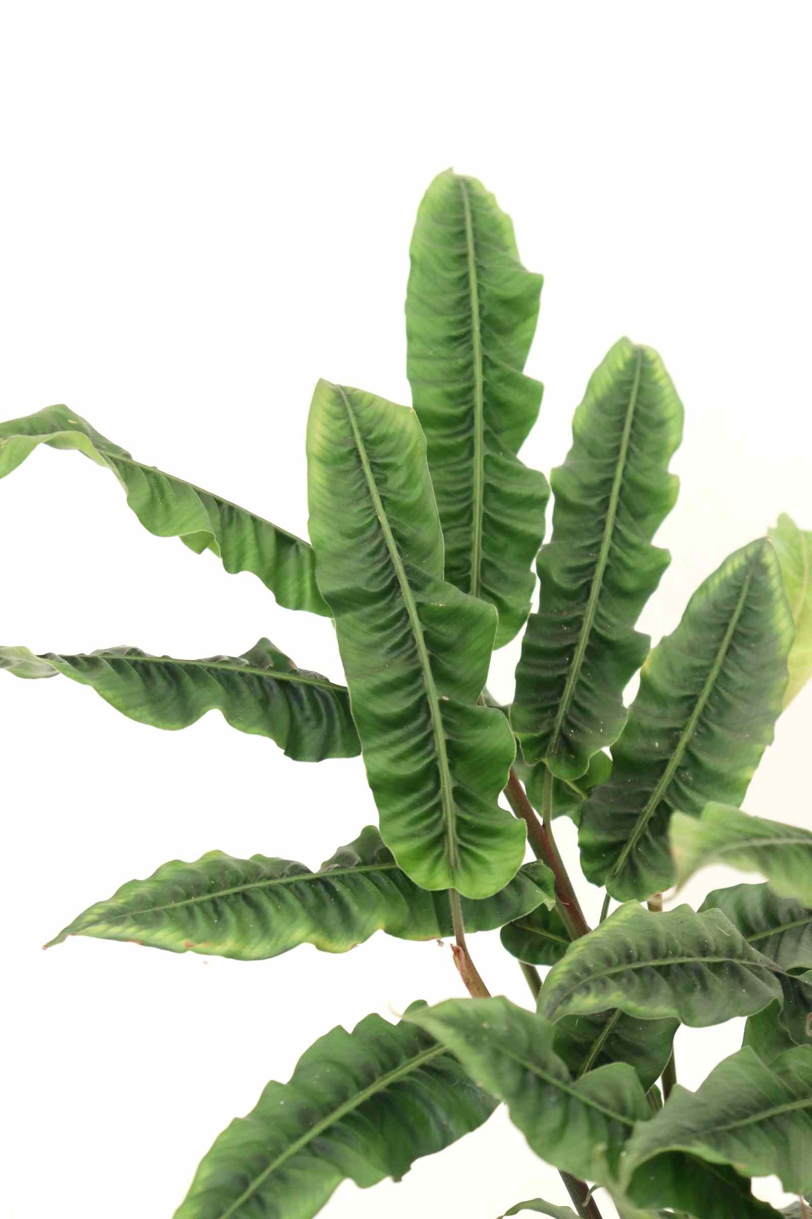 Alpinia 'Crispy'_zoom_planthiza