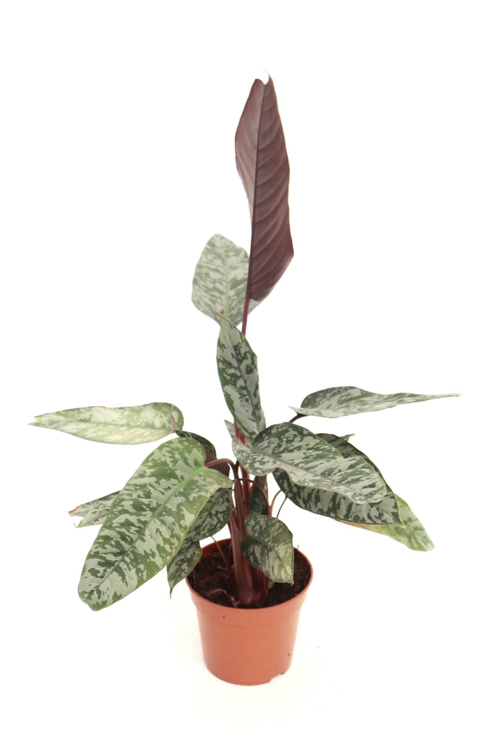 Apoballis 'Red Sword'_v14_planthiza