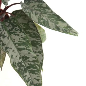 Apoballis 'Red Sword'_zoom_planthiza