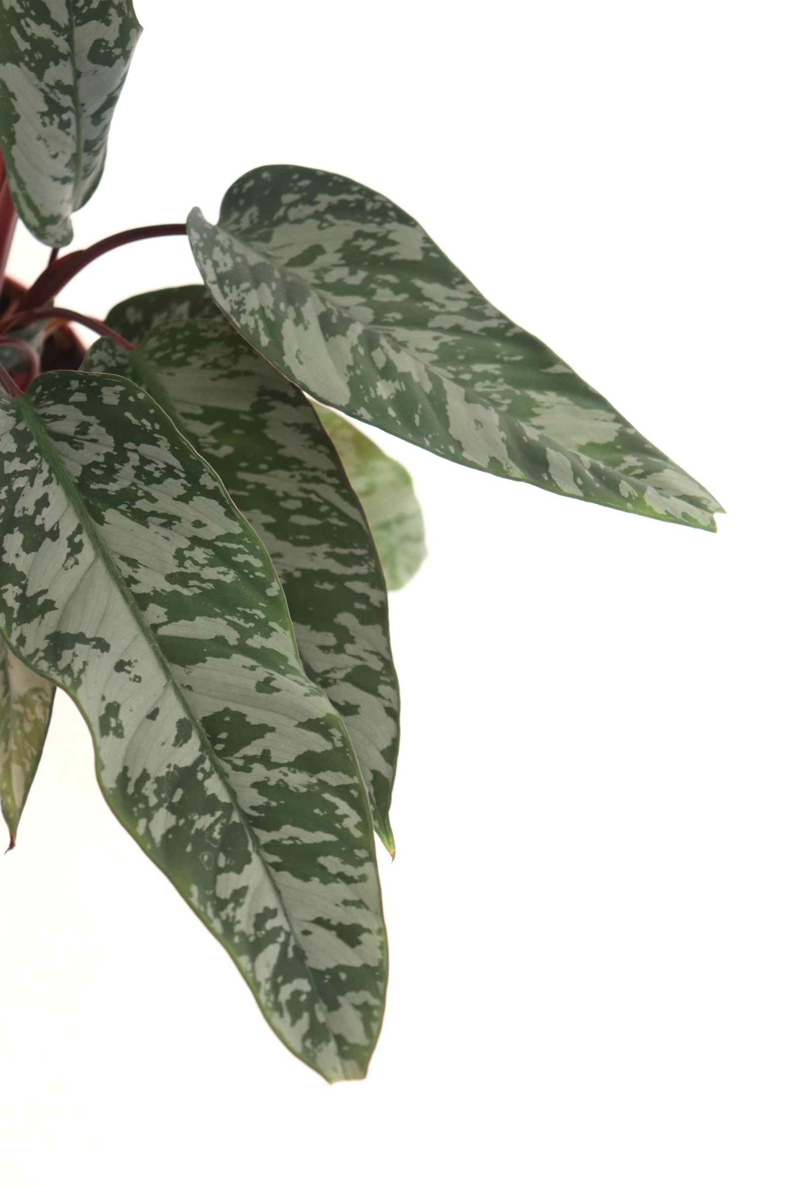 Apoballis 'Red Sword'_zoom_planthiza