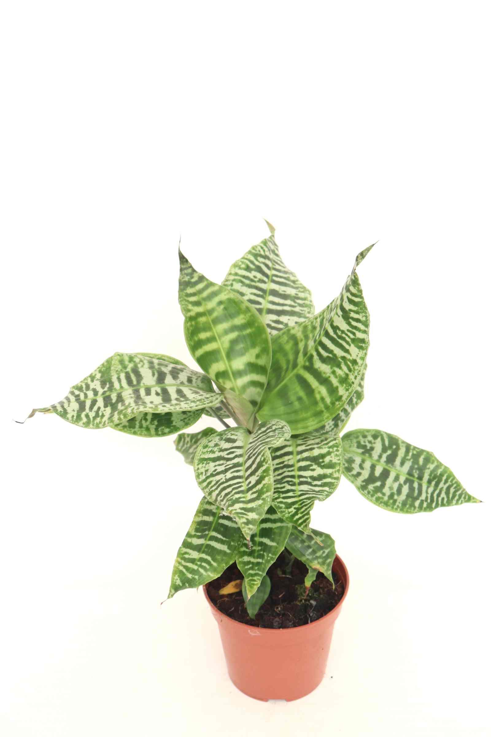 Dracaena goldieana_v14_planthiza
