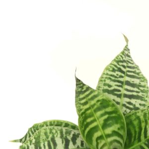 Dracaena goldieana_zoom_planthiza
