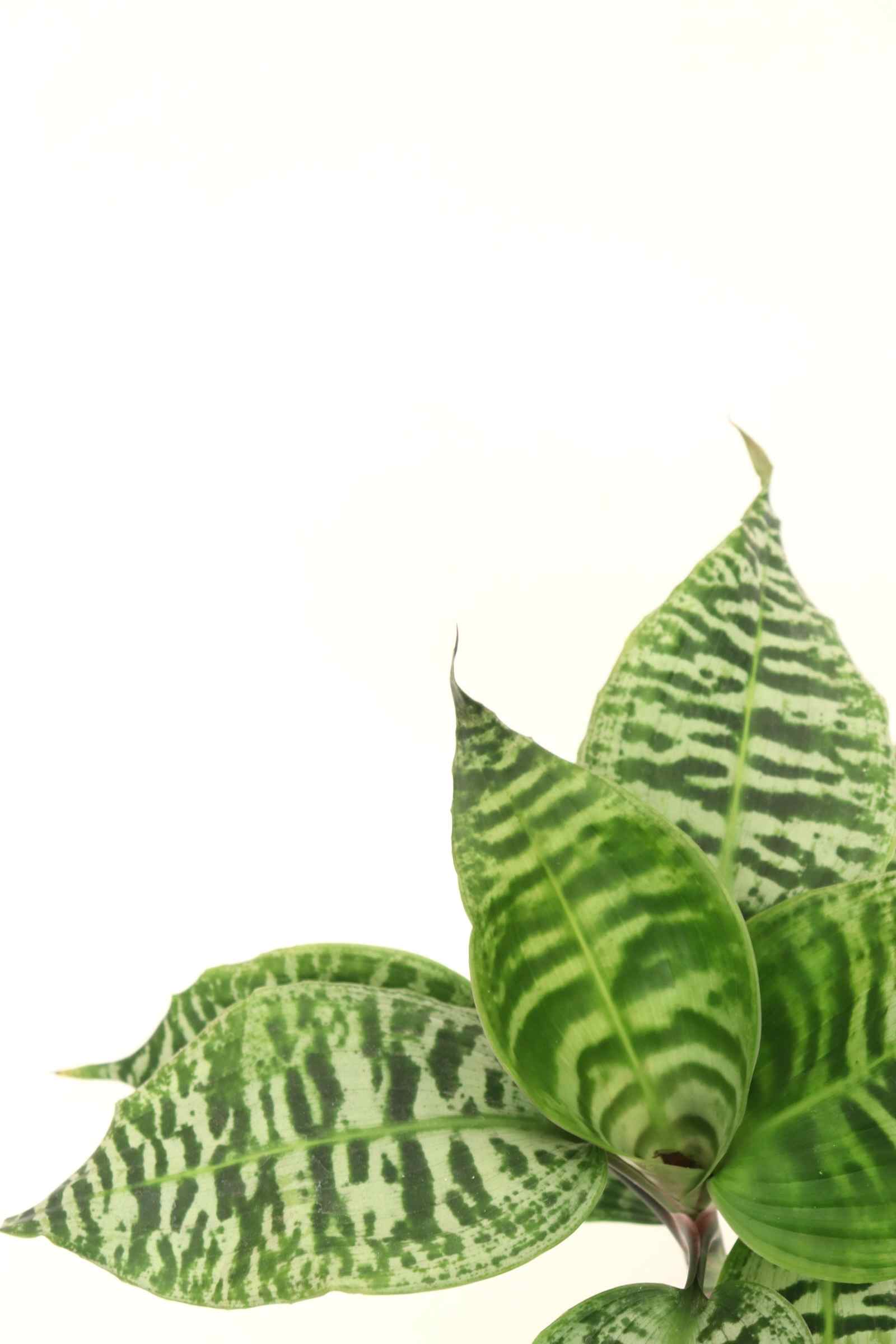 Dracaena goldieana_zoom_planthiza