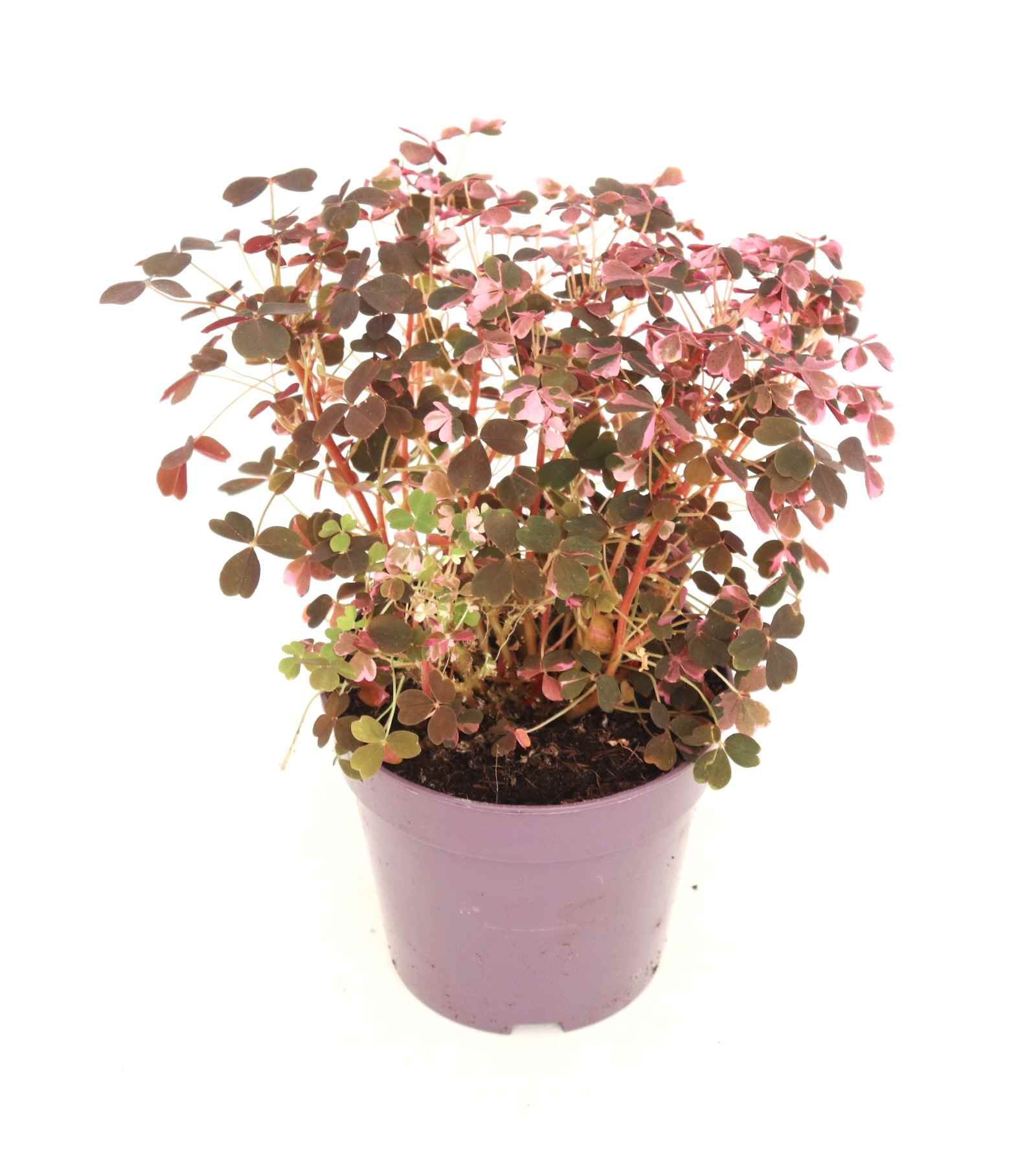 oxalis_plum_crazy_v12_planthiza