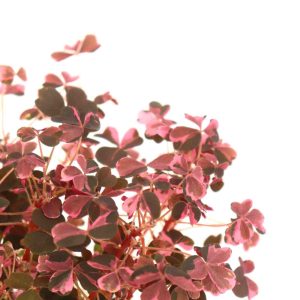 oxalis_plum_crazy_zoom_planthiza