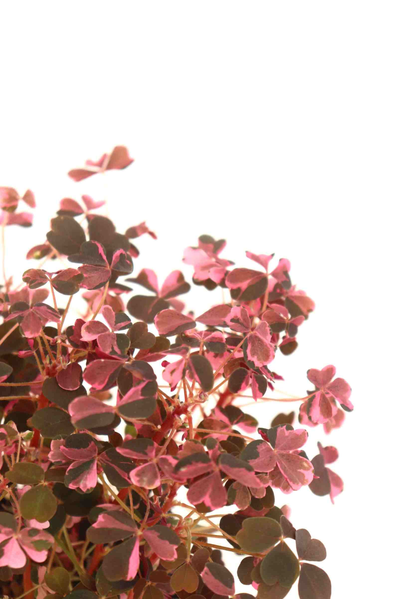 oxalis_plum_crazy_zoom_planthiza