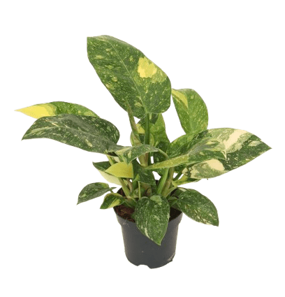 philodendron_green_congo_v14_planthiza