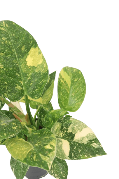 philodendron_green_congo_zoom2_planthiza