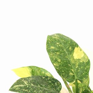 philodendron_gren_congo_zoom_planthiza