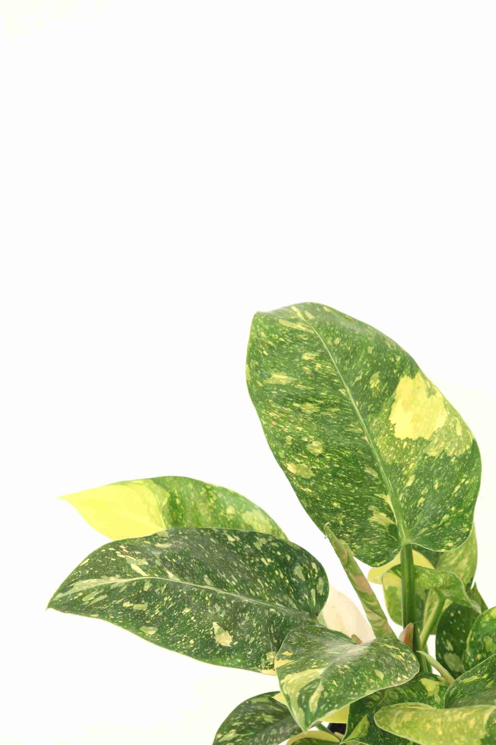 philodendron_gren_congo_zoom_planthiza