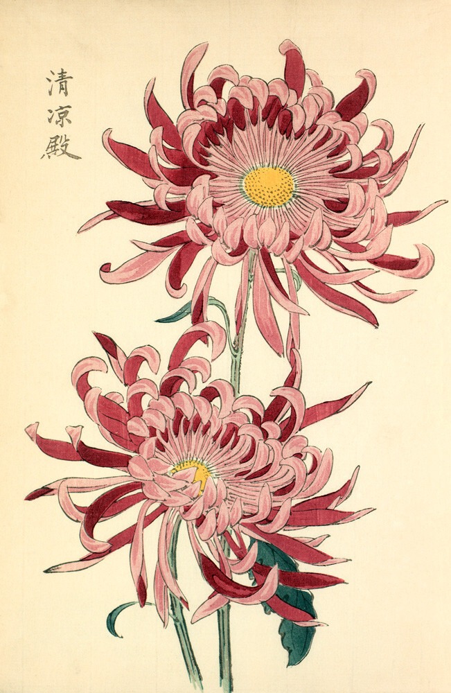 chrysanthemum-japan-planthiza