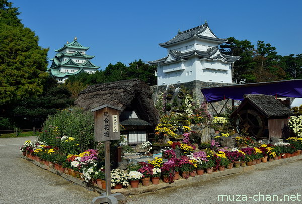 chrysanthemum-exhibition-planthiza-blog