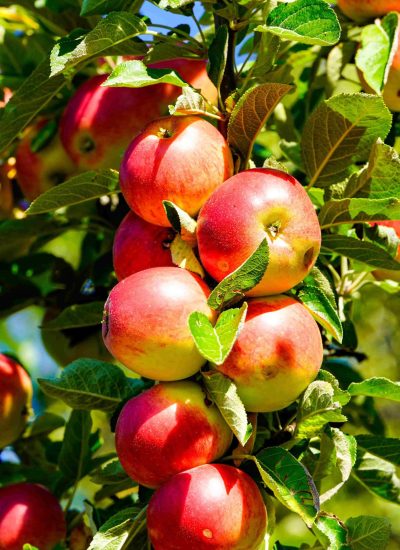 Macieira_blog_planthiza